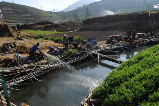 Kemarau, petani di Dieng harus berebut air untuk sirami ladang