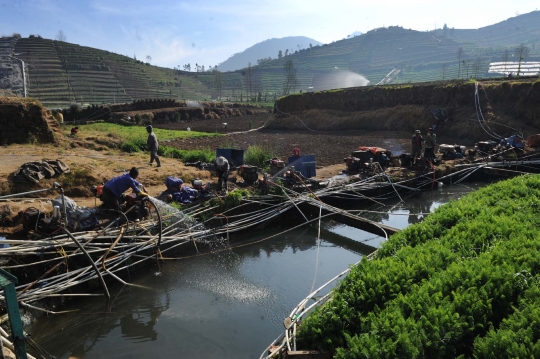 Kemarau, petani di Dieng harus berebut air untuk sirami ladang