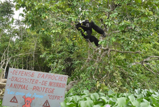 Kisah pilu simpanse korban penelitian medis hidup sebatang kara di pulau terpencil