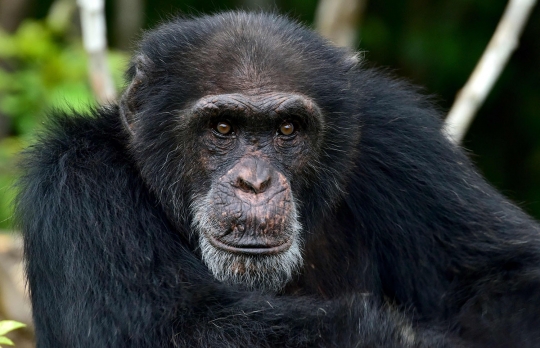 Kisah pilu simpanse korban penelitian medis hidup sebatang kara di pulau terpencil