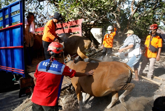 Aksi Tim SAR bantu warga Gunung Agung evakuasi hewan ternak