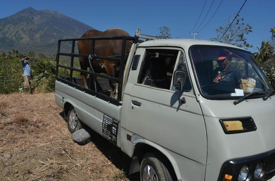 Aksi Tim SAR bantu warga Gunung Agung evakuasi hewan ternak