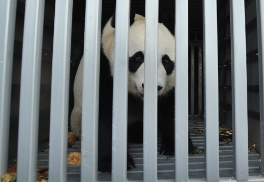 Sepasang panda raksasa asal China tiba di Taman Safari Indonesia