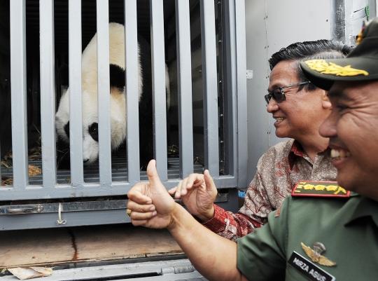 Sepasang panda raksasa asal China tiba di Taman Safari Indonesia