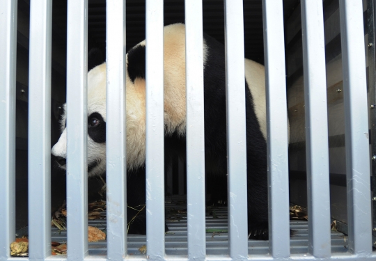 Sepasang panda raksasa asal China tiba di Taman Safari Indonesia