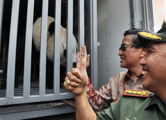 Sepasang panda raksasa asal China tiba di Taman Safari Indonesia