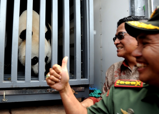 Sepasang panda raksasa asal China tiba di Taman Safari Indonesia