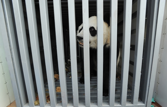 Sepasang panda raksasa asal China tiba di Taman Safari Indonesia