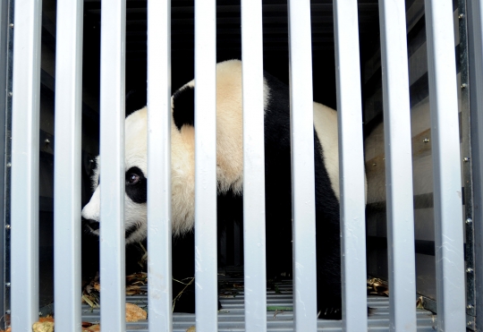 Sepasang panda raksasa asal China tiba di Taman Safari Indonesia