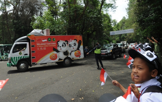 Sepasang panda raksasa asal China tiba di Taman Safari Indonesia