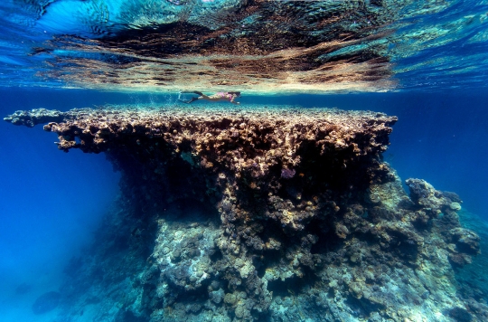 Menyelami indahnya alam bawah laut Hawaii