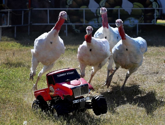 Uniknya balapan ayam Kalkun di California