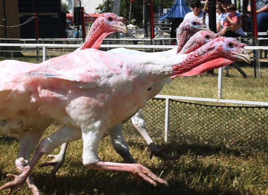 Uniknya balapan ayam Kalkun di California