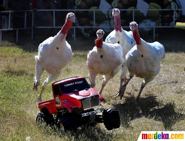 Foto Uniknya balapan ayam Kalkun di California merdeka com