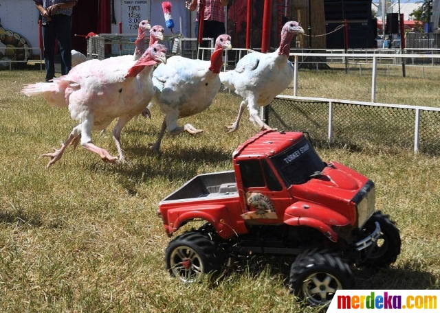 Foto Uniknya balapan ayam  Kalkun di California merdeka com