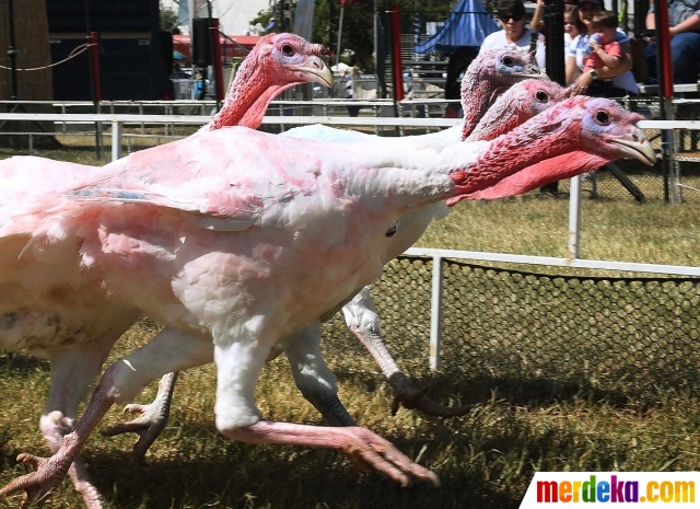 Foto Uniknya balapan ayam Kalkun di California merdeka com