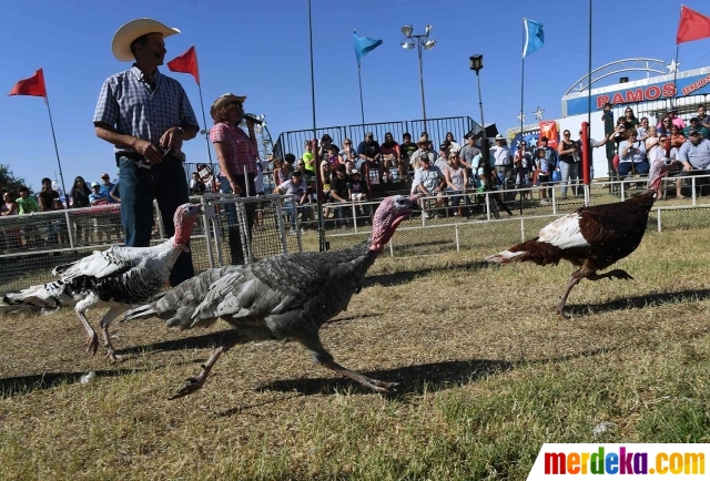 Foto Uniknya balapan ayam Kalkun di California merdeka com