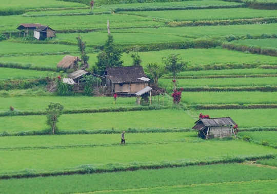 Panorama keindahan sawah Subak Lepang di kaki Gunung Agung