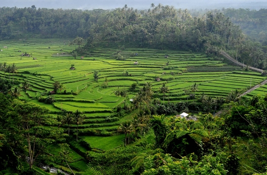 Panorama keindahan sawah Subak Lepang di kaki Gunung Agung