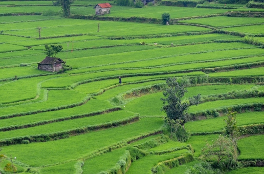 Panorama keindahan sawah Subak Lepang di kaki Gunung Agung