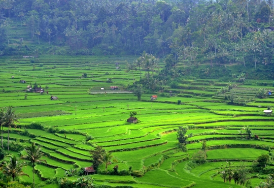 Panorama keindahan sawah Subak Lepang di kaki Gunung Agung