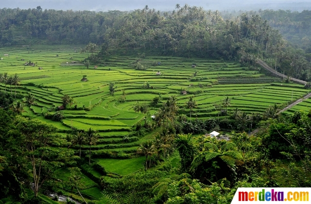 Foto Panorama keindahan sawah  Subak Lepang di kaki 