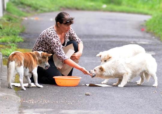 Kisah wanita AS beri makan anjing-anjing terlantar di kaki Gunung Agung