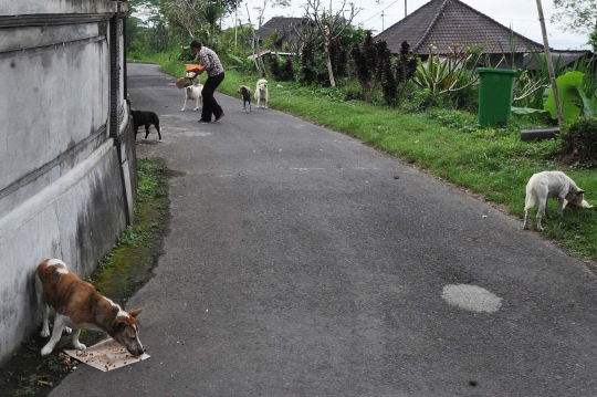 Kisah wanita AS beri makan anjing-anjing terlantar di kaki Gunung Agung