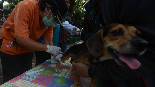 Hari Rabies Sedunia, Pemprov DKI vaksin hewan peliharaan warga