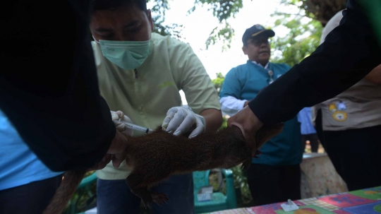 Hari Rabies Sedunia, Pemprov DKI vaksin hewan peliharaan warga