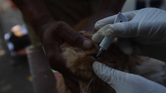 Hari Rabies Sedunia, Pemprov DKI vaksin hewan peliharaan warga