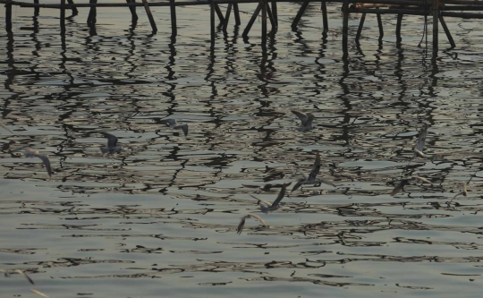 Potret ekosistem di pesisir Teluk Jakarta yang kian terancam