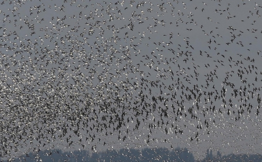 Fenomena ribuan burung penuhi pantai di Inggris akibat pasang tertinggi