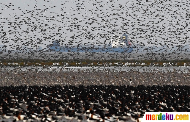 Foto Fenomena Ribuan Burung Penuhi Pantai Di Inggris Akibat