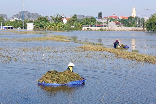 Petani Vietnam panen padi di tengah banjir