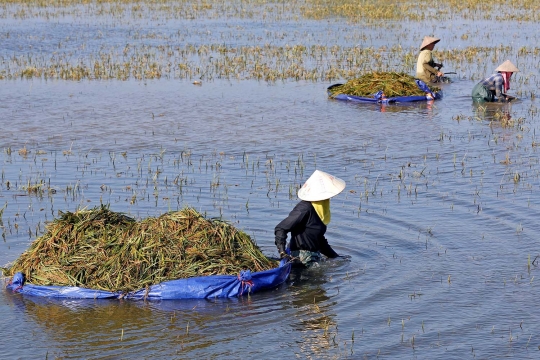 Petani Vietnam panen padi di tengah banjir