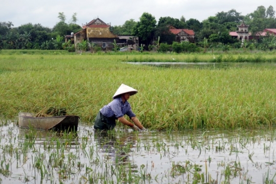 Petani Vietnam panen padi di tengah banjir