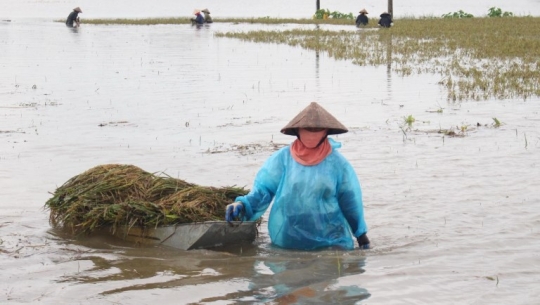 Petani Vietnam panen padi di tengah banjir