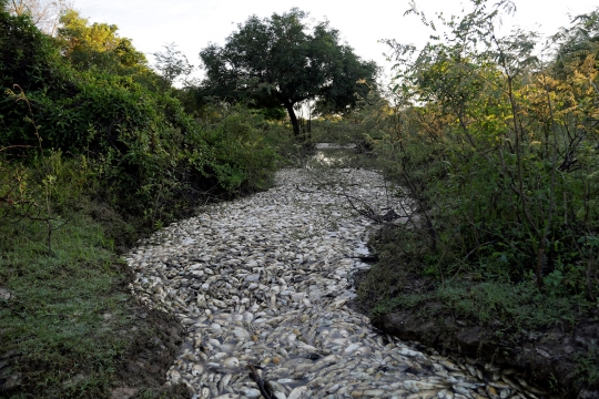 Ribuan ikan di sungai Paraguay mati misterius
