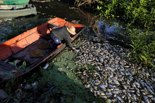 Ribuan ikan di sungai Paraguay mati misterius