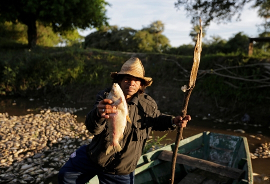 Ribuan ikan di sungai Paraguay mati misterius