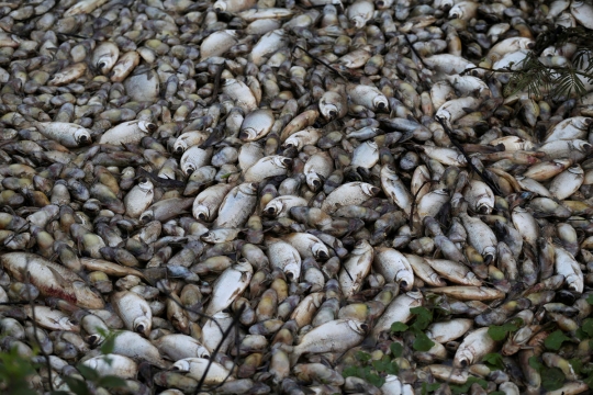 Ribuan ikan di sungai Paraguay mati misterius