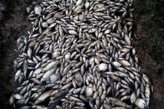 Ribuan ikan di sungai Paraguay mati misterius