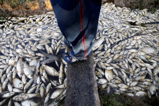 Ribuan ikan di sungai Paraguay mati misterius