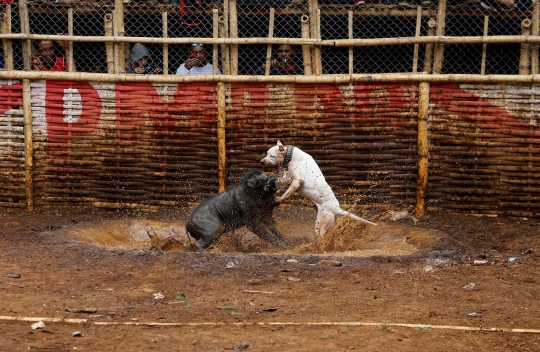 Kebuasan Adu Bagong, tradisi pertarungan anjing vs babi hutan