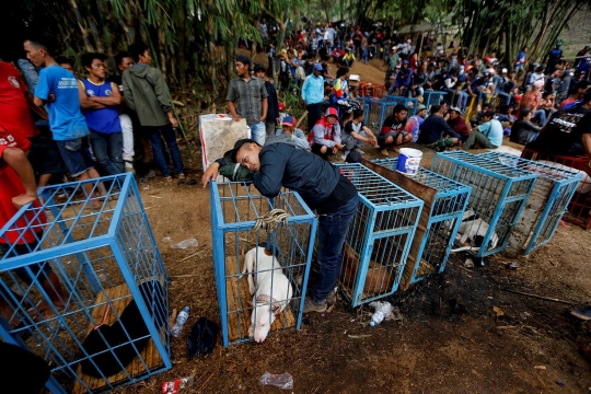 Kebuasan Adu Bagong, tradisi pertarungan anjing vs babi hutan