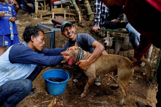 Kebuasan Adu Bagong, tradisi pertarungan anjing vs babi hutan