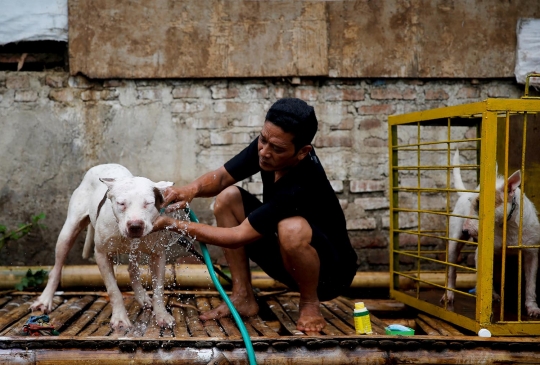 Kebuasan Adu Bagong, tradisi pertarungan anjing vs babi hutan