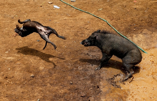 Kebuasan Adu Bagong, tradisi pertarungan anjing vs babi hutan