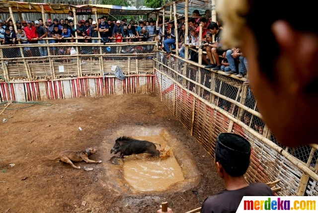 Foto : Kebuasan Adu Bagong, tradisi pertarungan anjing vs babi hutan